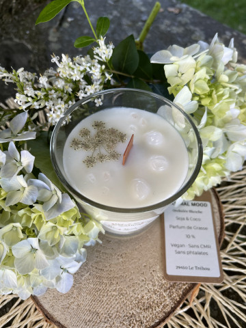 Orchidée Blanche