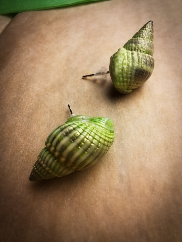 Boucles d'oreilles puces en coquillages naturels vert doré | Argent 925