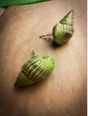 Boucles d'oreilles puces en coquillages naturels vert doré | Argent 925