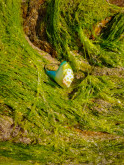 Bague coquillage naturel peint à la main – Argile polymère vert émeraude – Création artisanale