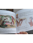 Mon ami Caméléon. A partir de 7 ans (7-9 ans)