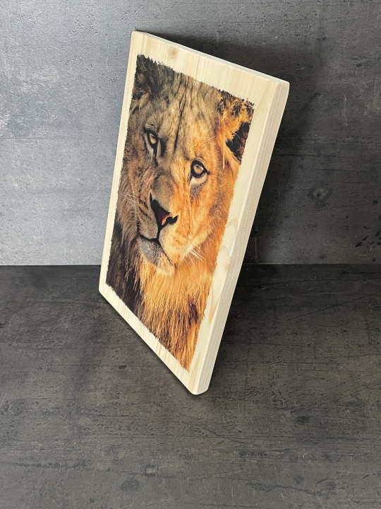 Photo sur bois lion 20x30cm