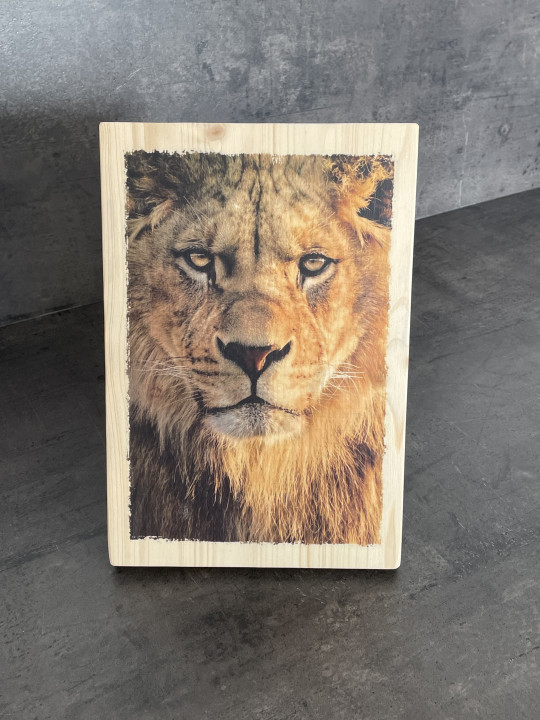 Photo sur bois lion 20x30cm