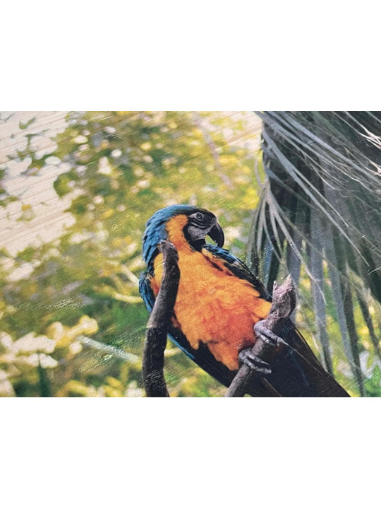Photo sur bois perroquet 20x30cm