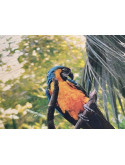 Photo sur bois perroquet 20x30cm