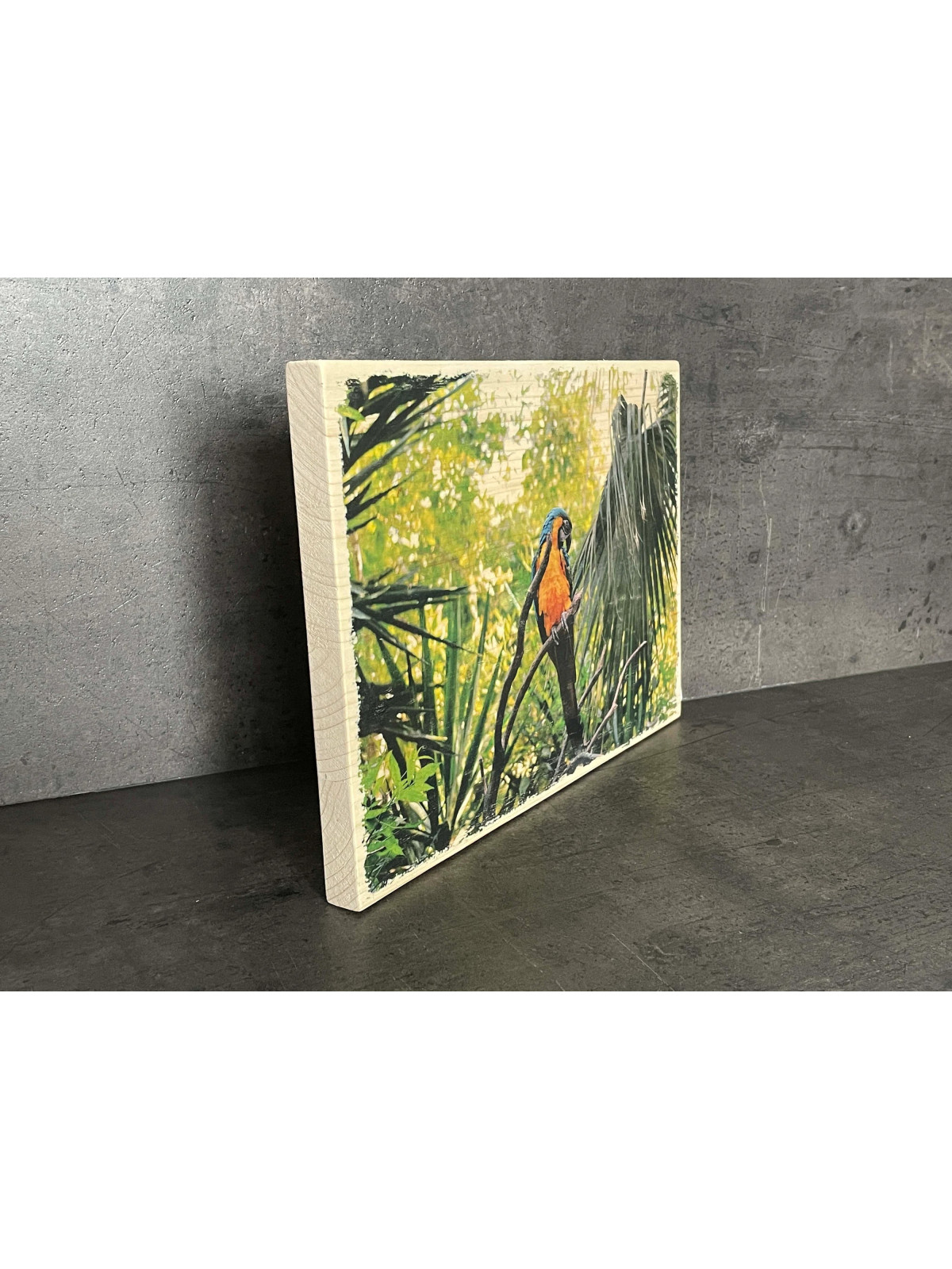 Photo sur bois perroquet 20x30cm