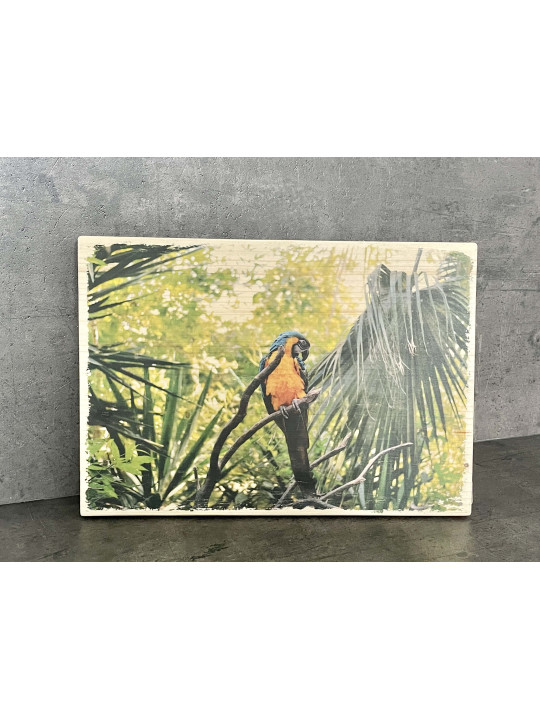 Photo sur bois perroquet 20x30cm