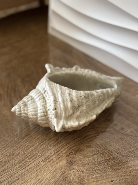 Gros coquillage kaki