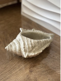 Gros coquillage kaki