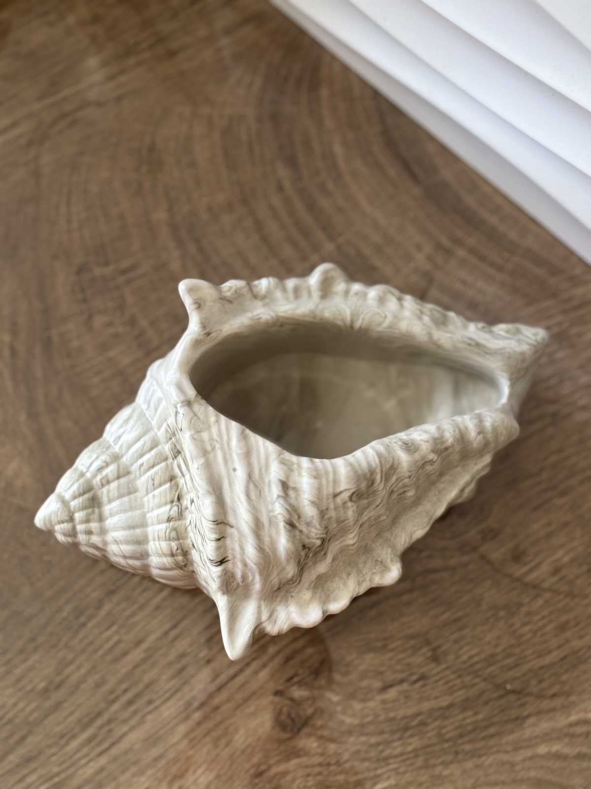 Gros coquillage kaki