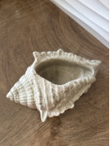 Gros coquillage kaki