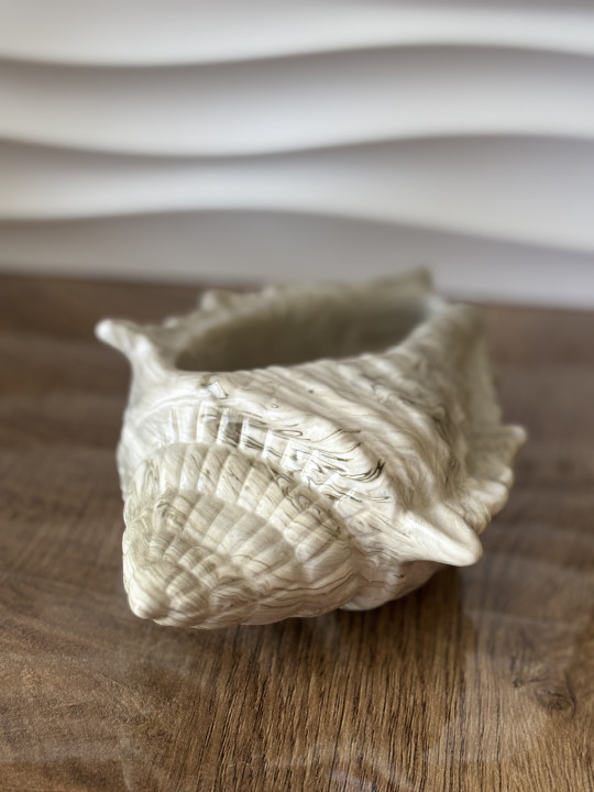 Gros coquillage kaki