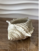 Gros coquillage kaki